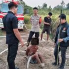 Tangkap Tangan! Batalyon B Pelopor Polda Kalteng Amankan Terduga Pembakar Lahan di Lamandau