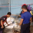 Bikin Penghuni Rumah Cemas, Kobra Sekitar 1,5 Meter Ditemukan di Dapur Warga Palangka Raya