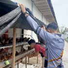 Produktif dan Mandiri, WBP Lapas Sampit Dorong Ketahanan Pangan Lewat Budidaya Ternak Ayam