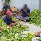 Dukung Ketahanan Pangan Internal, Lapas Sampit Panen Raya 64 Kg Kangkung Segar